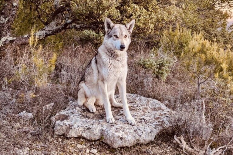 Les bienfaits d’avoir un chien un compagnon pour une vie plus épanouie en lui offrant des produits naturels d'alimentation, croquettes et fraindises à macher