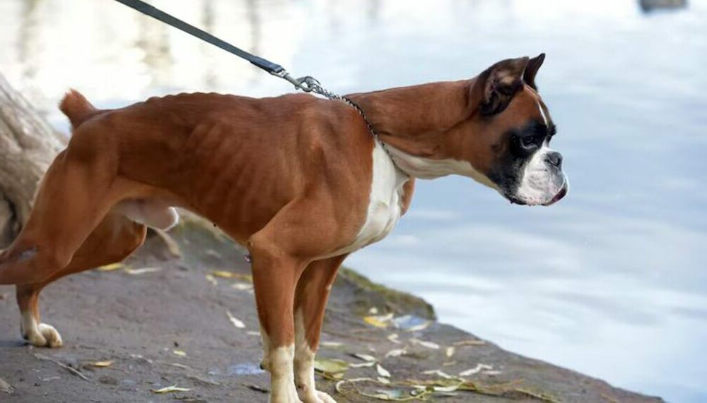 accessoires pour chiens os et patoune boutique en ligne alimentation