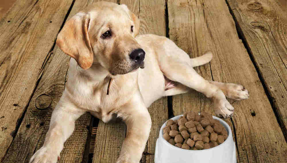 alimentation pour chien os et patoune croquettes