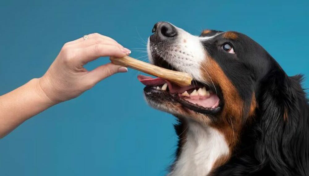 categorie mastication os et patoune alimentation pour chien 2