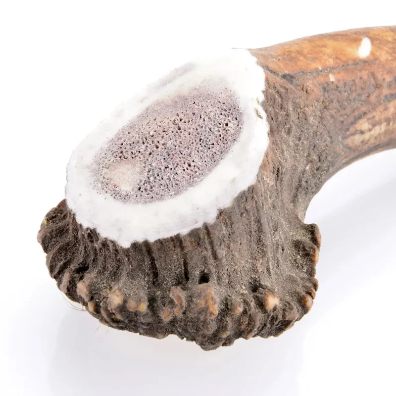 cernunos bois cerf chien entier pour le plaisir de votre chien