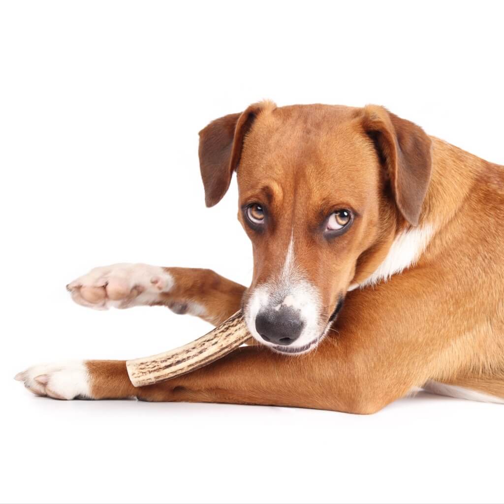 cernunos bois de cerf mastication pour chien