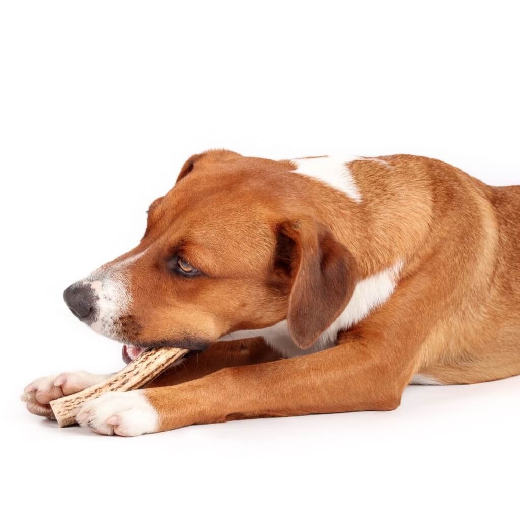 mastication pour chien