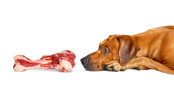 Tibia de porc pour chien de tout age Boutique Os et Patoune friandises et croquettes de qualité francaise cernunos
