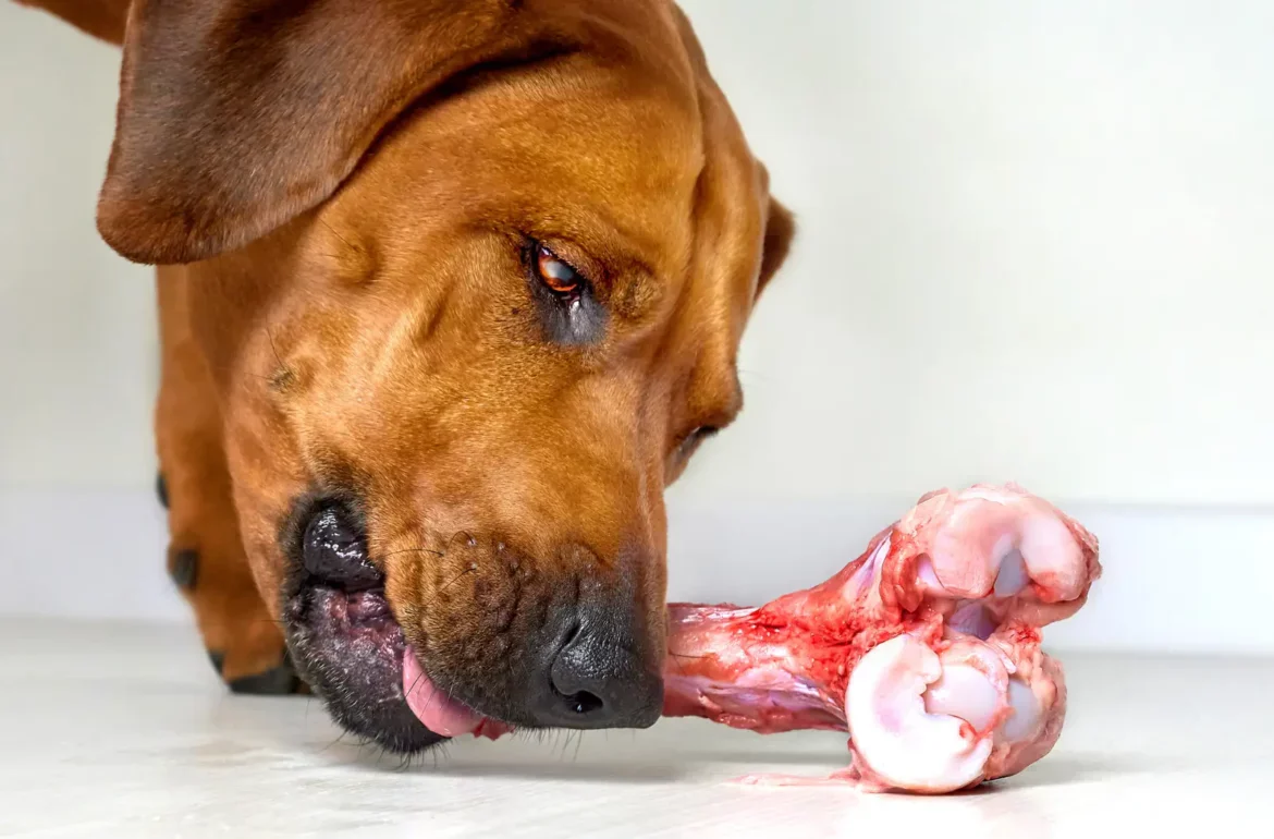 Tibia de porc pour chien de tout age Boutique Os et Patoune friandises et croquettes de qualité francaise garantie