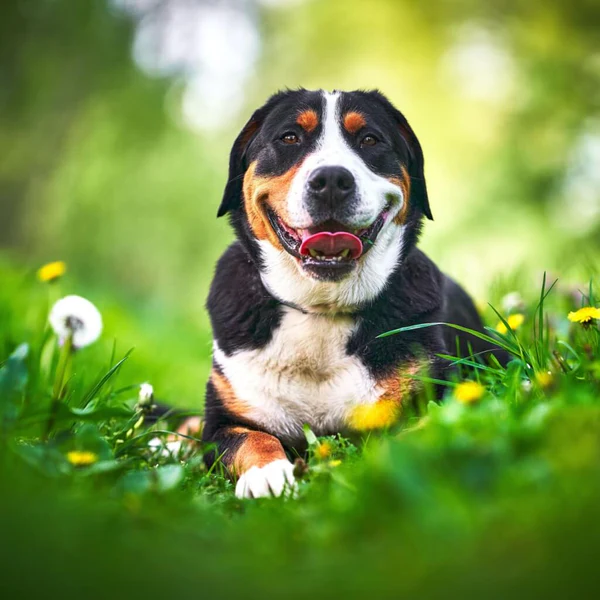 Chien en pleine forme alimentation et fdriandises Boutique Os et patoune