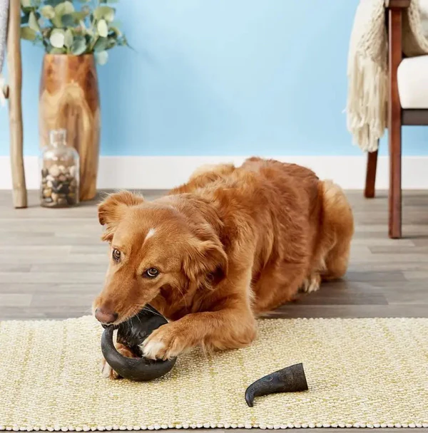 corne de buffle pour chien fabrication française