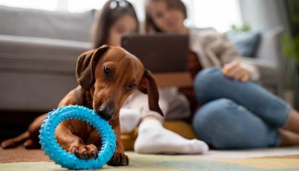 Tous les jouets solides pour chien destructeur de la boutique Os et Patoune