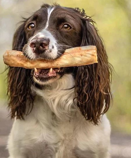 Mastication naturelle et longue durée pour chien destructeur, bois d'olivier, bois de cerf corne de buffle, nerf de boeuf, oreille de lapin de qualité française