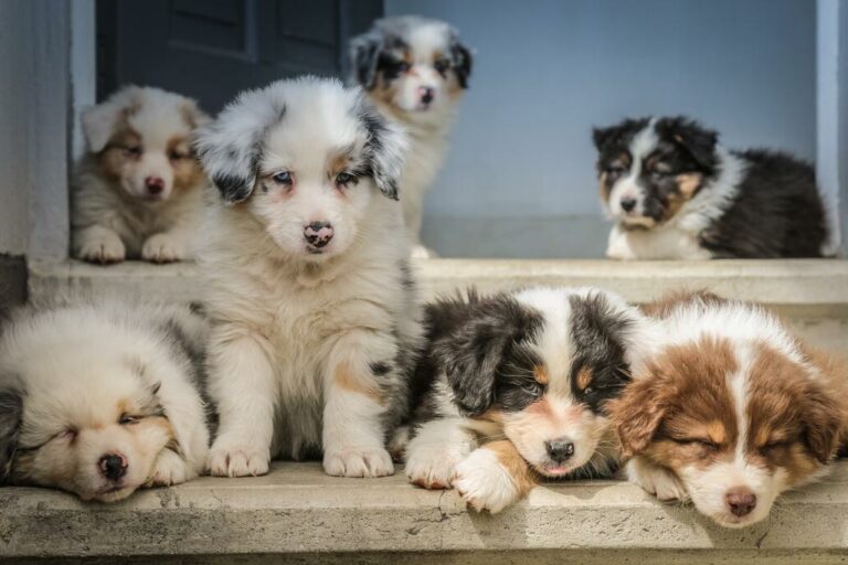 Choisissez une alimentation naturelle pour votre chien composée de croquettes pour chiot, de qualité francaise et pas cher