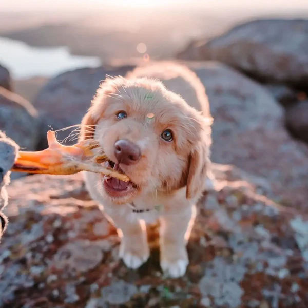 Patte de poulet. Boutique Os et Patoune alimentation pour chien friandises à macher pour chien