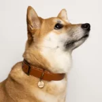 collier montmartre os et patoune boutique produit pour chien resistant et de grand qualité