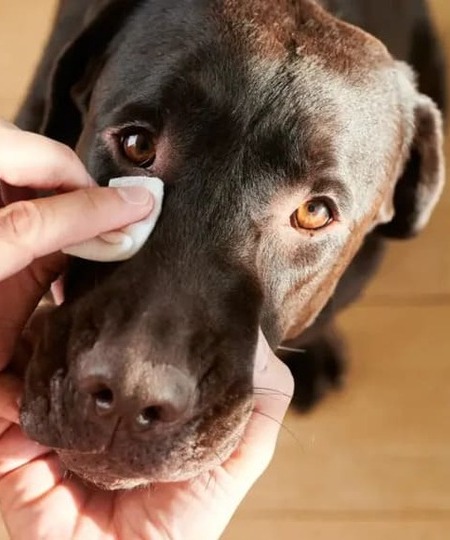 vignette categorie Bien etre - Prendre soin de son chien avec une alimentation saine et des produits naturels de qualité française et pas chers
