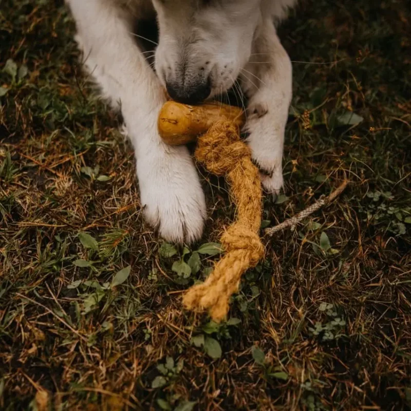 Cocoballe jouet à macher sans danger pour chien solide et pas cher en corde de coco. Alimentation et friandises pour chiens