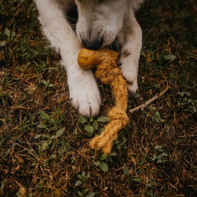 Cocobone jouet sans danger pour mon chien à mâcher pour chien en bois de café et corde de noix de coco, Robuste & durable : adapté à une mastication intense, tout en restant léger et entièrement végétalien, sans plastique ni ingrédient artificiel