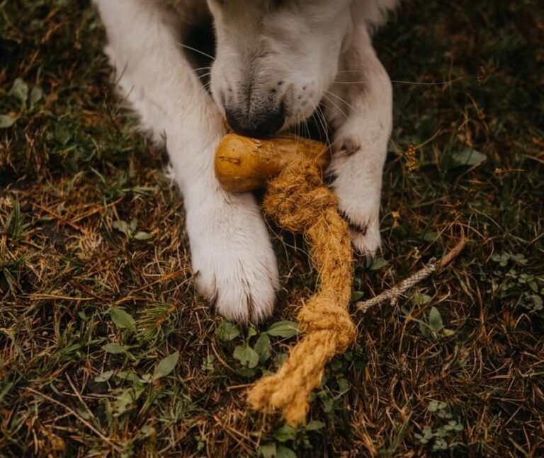 Cocobone jouet sans danger pour mon chien à mâcher pour chien en bois de café et corde de noix de coco, Robuste & durable : adapté à une mastication intense, tout en restant léger et entièrement végétalien, sans plastique ni ingrédient artificiel