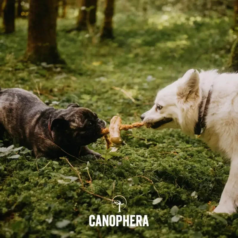 jouet solide pour chien destructeur à mâcher pour chien en bois de café et corde de noix de coco Produits Naturels et Accessoires pour Chiens