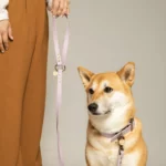 laisse fait par un créateur français chien multiposition biothane mauve lavande. collier et laisse fait par un créateur français