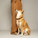 laisse fait par un créateur français de qualité pour chien 3 points multiposition paracorde tartan biothane montmartre.