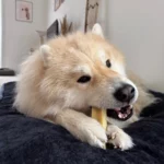 barre de fromage pour chien proposé par la boutique canine Os et Patoune