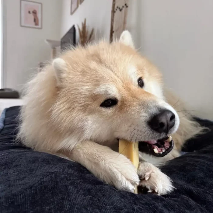 barre de fromage pour chien proposé par la boutique canine Os et Patoune