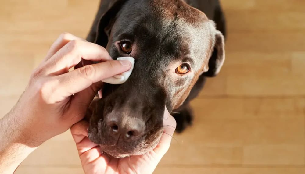 bien etre pour chien boutique canine os et patoune alimentation