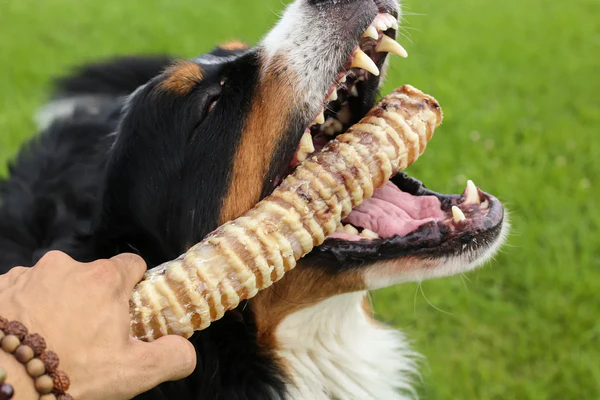 trachée de boeuf mastication pour chien