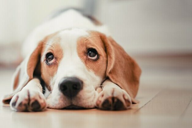 bien choisir ses friandises naturelles ou industrielles quelles différences pour votre chien