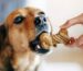 friandises naturelles ou industrielles quelles différences pour votre chien
