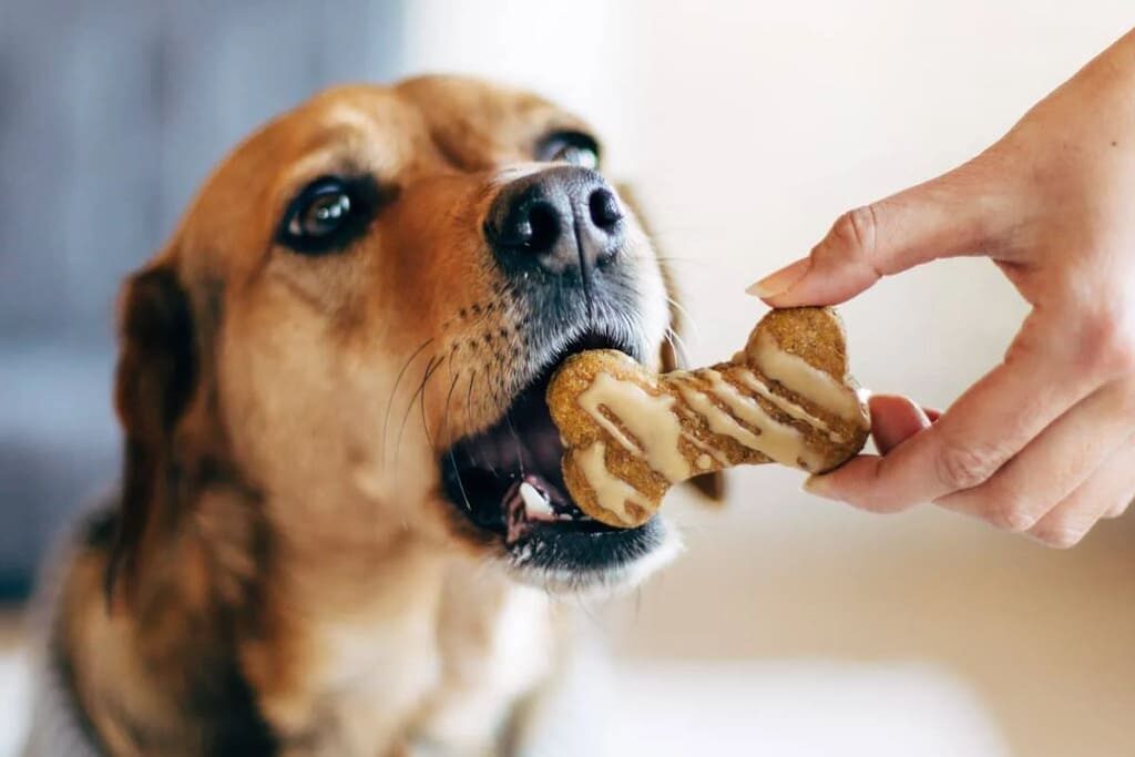 friandises naturelles ou industrielles quelles différences pour votre chien