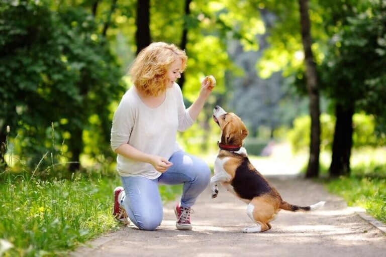 jouet pour chien choisir des produits naturels boutique canine os et patoune