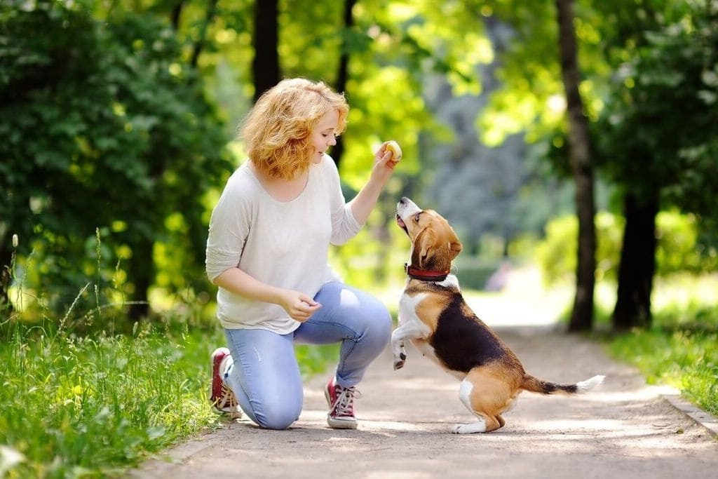 jouet pour chien choisir des produits naturels boutique canine os et patoune