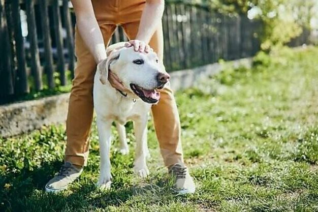 offrir à son compagnon a quatre pattees un jouet de qualité naturelle pour chien des produits naturels boutique canine os et patoune