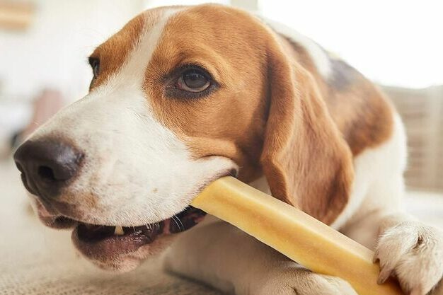 produits de mastication pour chien Boutique canine os et patoune fabrication de qualité française contre le stress