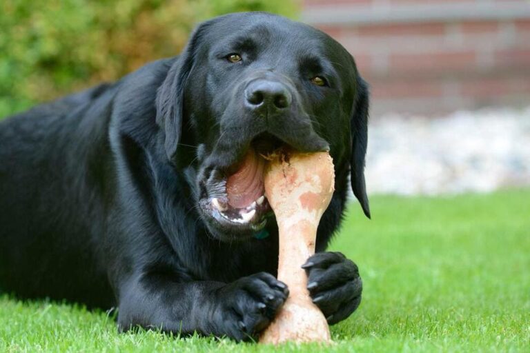 produits de mastication pour chien Boutique canine os et patoune fabrication francaise