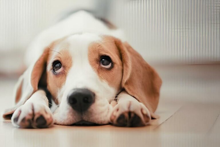 bien choisir ses friandises naturelles ou industrielles quelles differences pour votre compagnon a quatre pattes