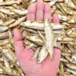 Sprats – Image 2