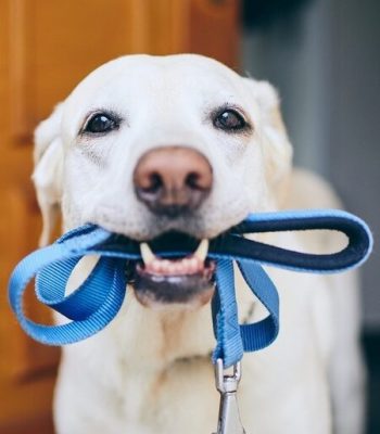 Accessoires pour chiens colliers et laisses multipositions de qualité française, solide et design en biothane naturel