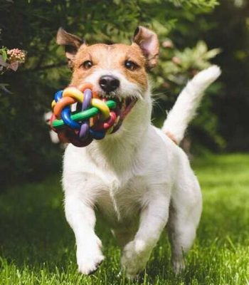 Jouet sans danger pour mon chien de fabrication française et artisanal pas cher pour le bien être de votre compagnon