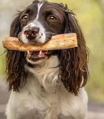 Mastication naturelle et longue durée pour chien destructeur, bois d'olivier, bois de cerf corne de buffle, nerf de boeuf, oreille de lapin de qualité française
