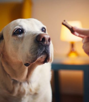 Friandises naturelles de qualité française et pas cher pour le bien être et santé de votre chien