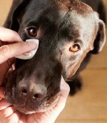 vignette categorie Bien etre - Prendre soin de son chien avec une alimentation saine et des produits naturels de qualité française et pas chers